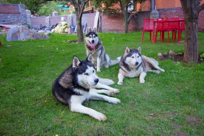 The Husky Lodge and Cafe Manali